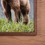 Solid Walnut Frame - Image 2